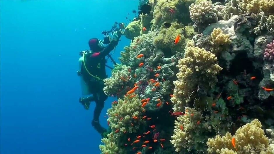 Det största dykparadiset i Egypten är Sharm El Sheik