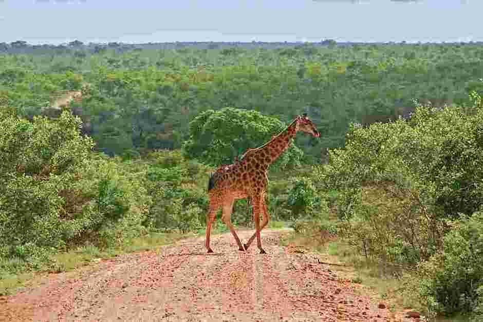 Krugerparken är en av världens mest berömda parker med vilda djur